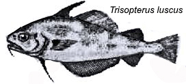Trisopterus luscus_0441